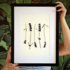 Lavendel Herbarium