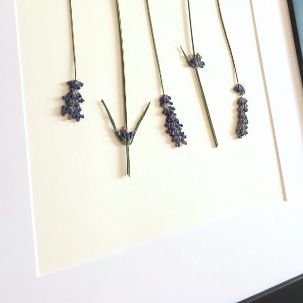 Lavendel Herbarium