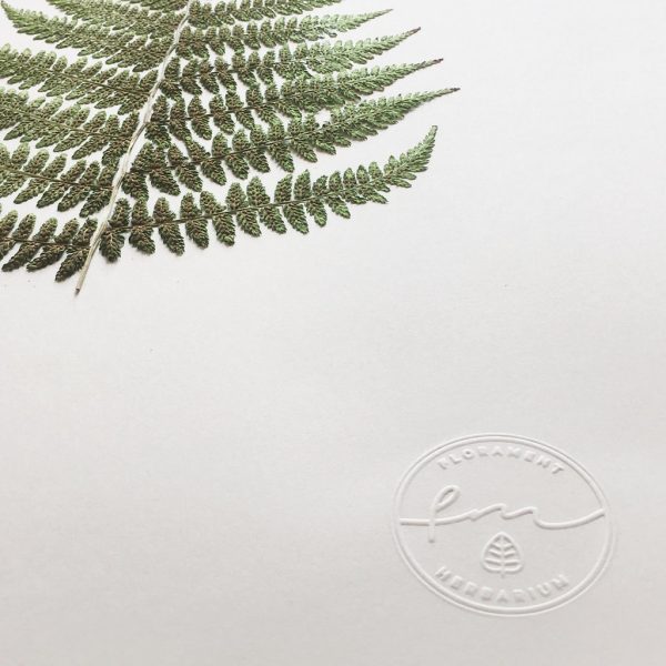 Farn Herbarium