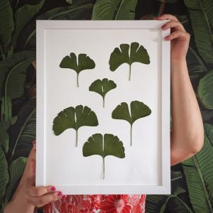 Ginkgo Herbarium