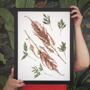 Götterkraut Herbarium