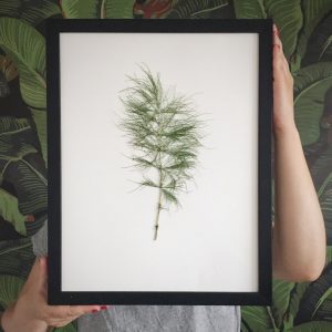 Schachtelhalm Herbarium