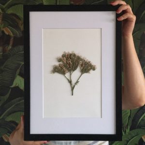 Büschelblume Herbarium
