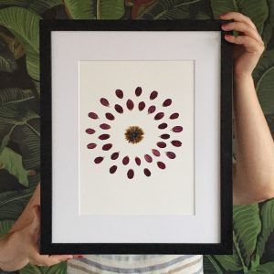 Herbarium Dahlie