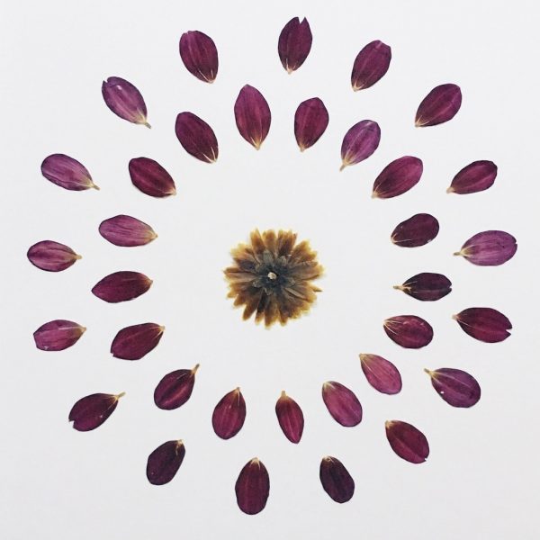 Dahlie Herbarium