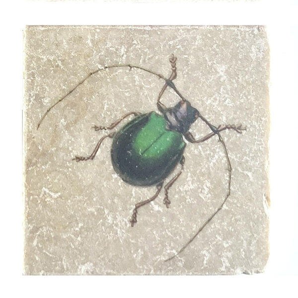 Marmor Käfer 2