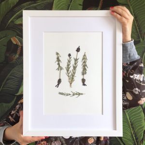 Lavendel Herbarium
