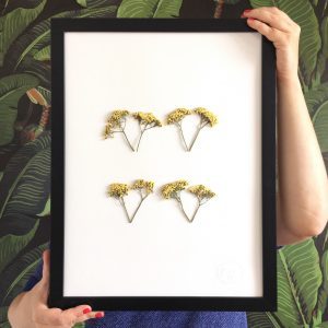 Schafgarbe Herbarium