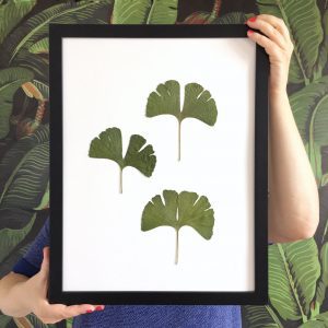Ginkgo Herbarium