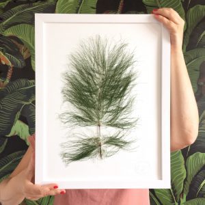 Herbarium