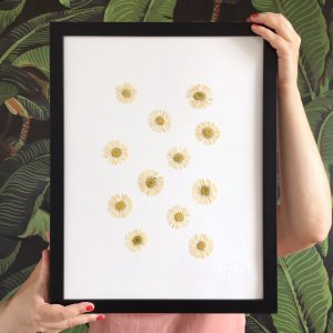 Gänseblümchen Herbarium