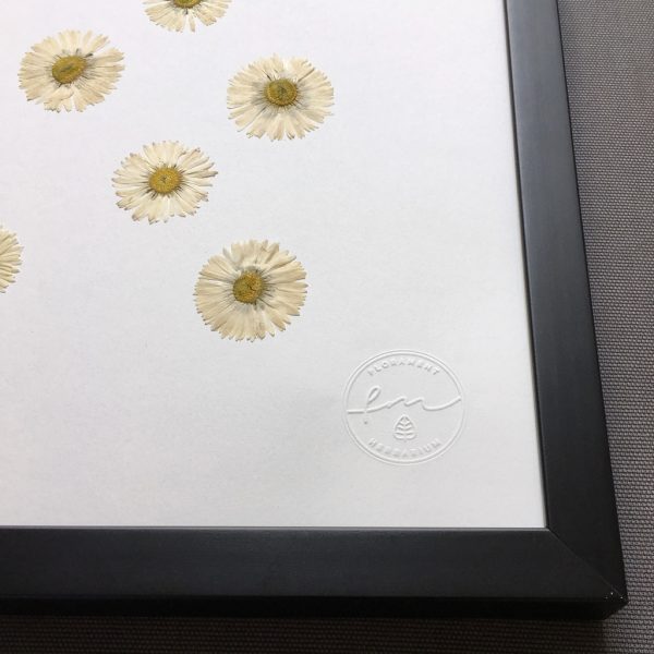 Gänseblümchen Herbarium