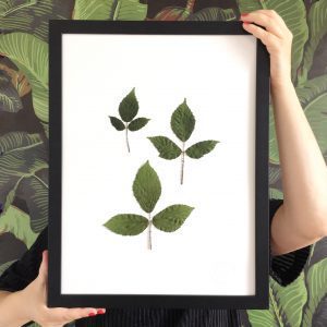 Rose Herbarium
