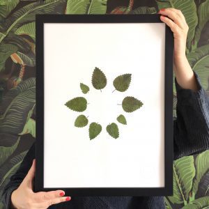 Kräuter Herbarium