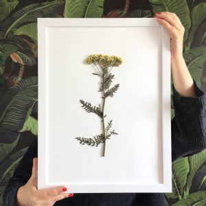 Schafgarbe Herbarium