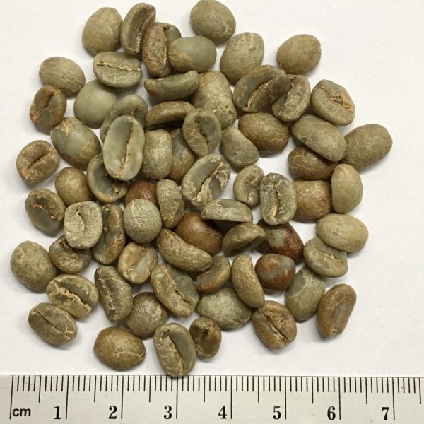 Guatemala Palo Blanco Specialty Rohkaffee – Bild 3